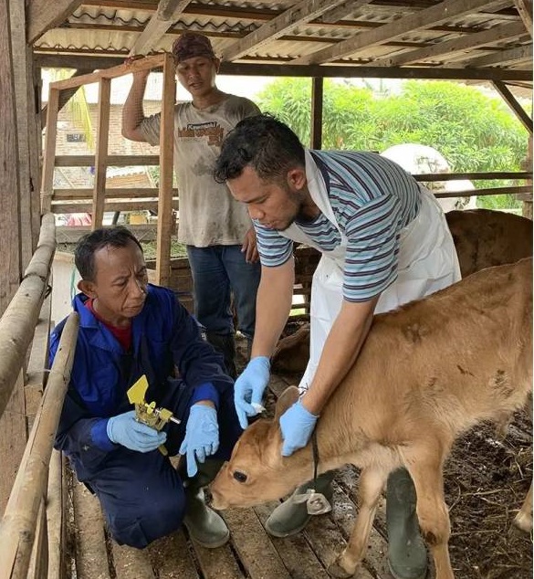 Petugas dari Dinas Ketahanan Pangan Kota Tangerang vaksinasi hewn kurban. (tangerangkota.go.id)