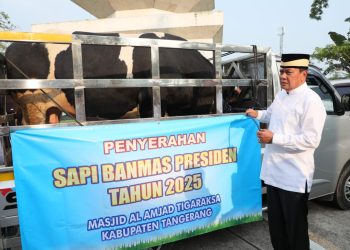 Bupati Tangerang Serahkan Sapi Seberat 1,1 Ton ke Masjid Al Amjad