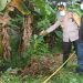 Mayat Pria Tanpa Identitas Ditemukan di Kebun Pisang Bikin Geger Warga