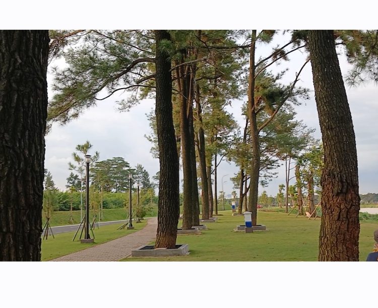 Pohon pinus di kawasan Situ Cihuni. (RIZ)