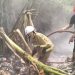 Pembakaran Kasur Bekas Picu Kebakaran Lahan Sampah di Karang Tengah Kota Tangerang